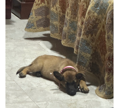 Última Cachorra Pastor Belga Malanois De Papas Entrenados