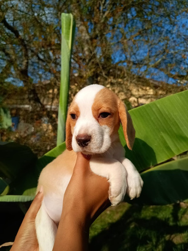 Filhote De Beagle Macho Bicolor 