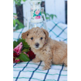 Cachorro Disponible Maltipoo Cachorrito Perro Maltipoo