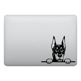 Adesivo Para Notebook Dobermann Cachorro Espiando
