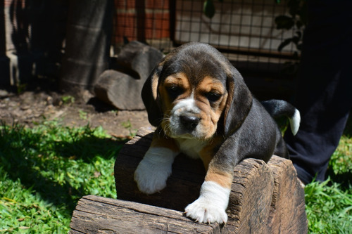 Cachorros  Beagle Tricolor
