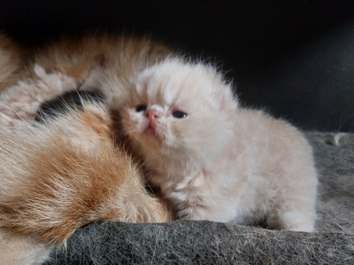 Gatitos Persa Y Exoticos Libre Enfermedades - Entrega Inmedi