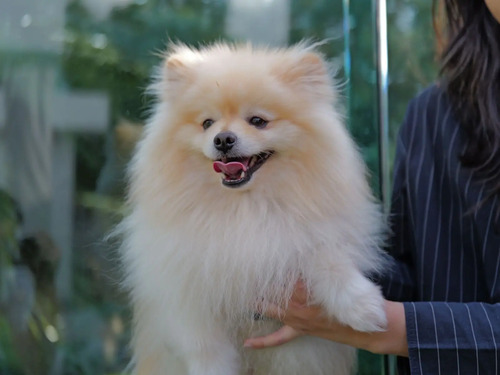 Pomerania Macho Para Cruza Con Pedigree | Meses sin interés