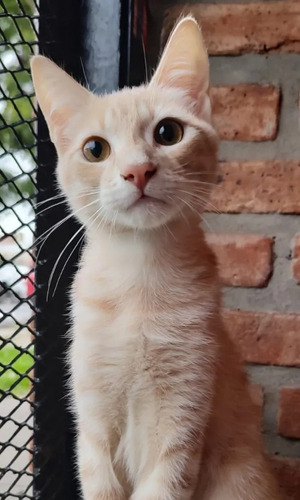 Gatito Hermoso En Adopción Responsable Curry