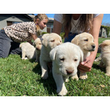 Cachorros Labrador Retriever Padres Inscritos