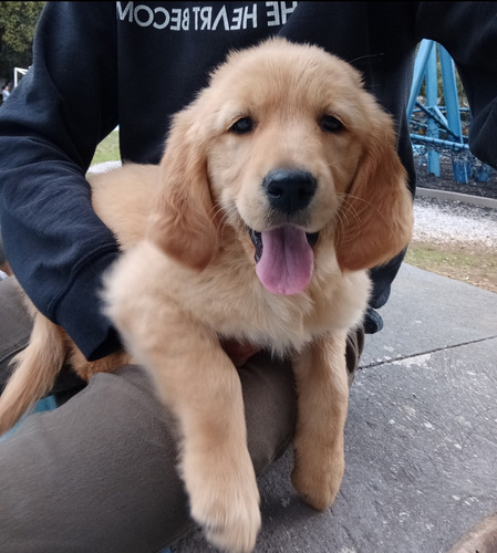 Golden Retriever Cachorros