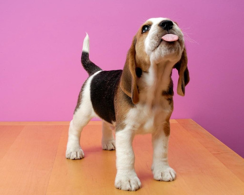 Cachorro Beagle Tricolor 009