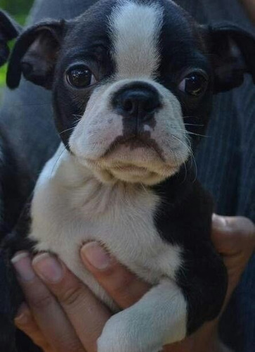 Cachorro Boston Terrier Puppy Perrito Boston Cachorrito