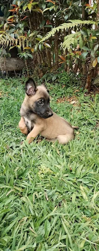 Cachorra Pastor Belga Malinois Med, Bog,cali Animalpetscol