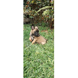 Cachorra Pastor Belga Malinois Med, Bog,cali Animalpetscol