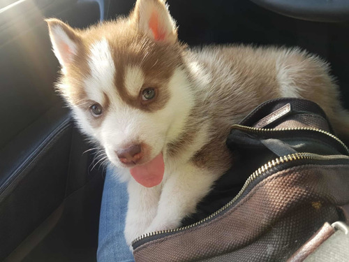 Husky Siberiano Cachorros Los Cedros Reserve Ya