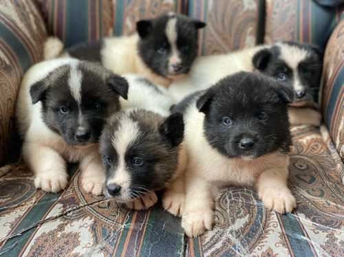 Raza Akita Precio Mascotas Rionegro Medellín Bogota