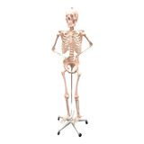 Esqueleto Humano Para Estudio 1,70m Con Soporte 
