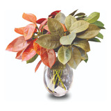 Folhagem Artificial Ficus Muro Inglês Decoração Kit 12 Galho