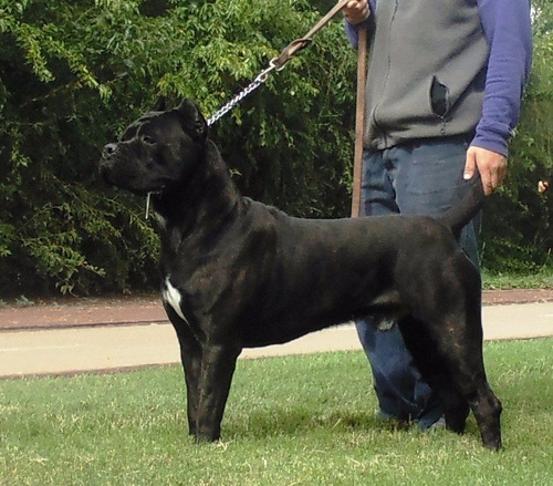 Bob De Bellezza Italiana - Criadero Cane Corso