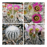 Semillas De Cactus Echinocereus Reichenbachii Rara Exotica