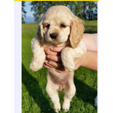 Cocker Spaniel Inglés Hermosos