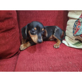 Dachshund ( Salchicha ) Pelo Corto Kaninchen Arlequin Fca 