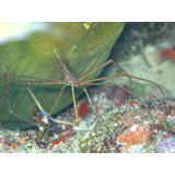 Cangrejo Araña Acuario Marino Limpiador Arrecife