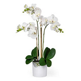 Serene Spaces Living 3 Orquídeas Phalaenopsis Blancas Realis