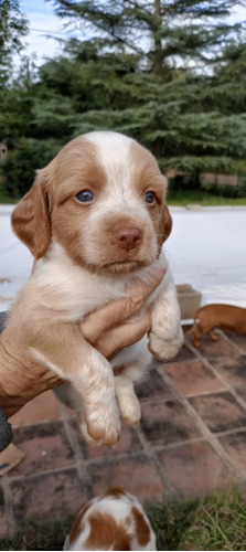 Cachorros Breton Español Perros - Córdoba 