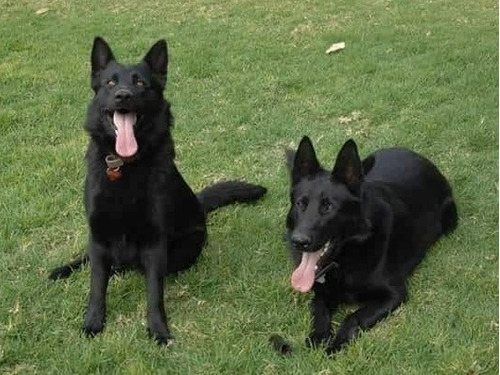 Vendo Cachorros Pastor Alemán Negro Sólido Línea De Trabajo