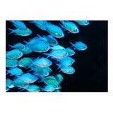 Donzela Green Chromis, Xenia Giant E Yellow Polips 