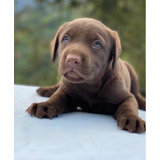 Labrador Chocolate