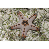 Estrella De Mar Chocochip Acuario Marino Peces Filtradora