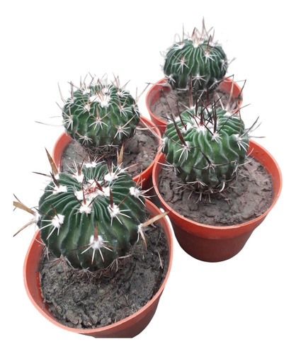 Estenocactus. Cactus Y Suculentas De Colección.  Maceta N° 9