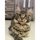 Filhotes Maine Coon Inteiros 