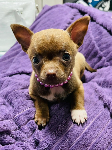  Chihuahua Pelo Curto Disponível