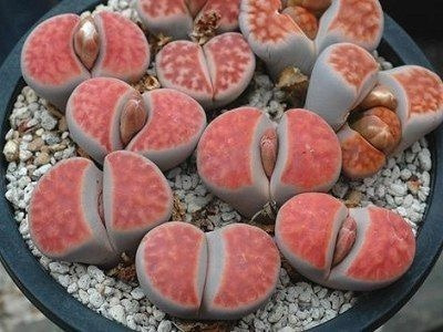 Sementes Cactos Lithops Karasmontana Pedra Viva P/ Mudas