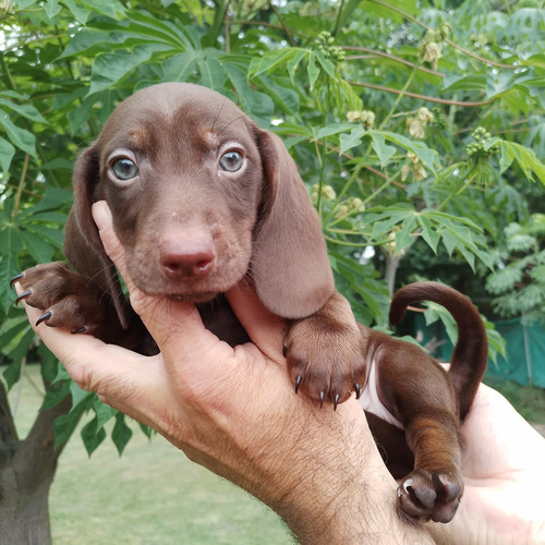 Cachorro Salchicha Mini Chocolate Lista Para Entregar 