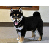 Filhote De Shiba Inu Black Preto