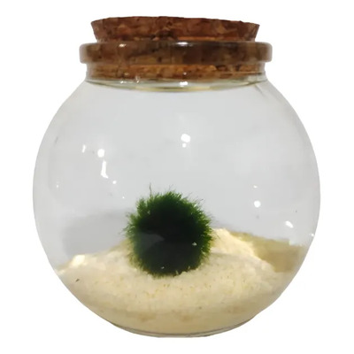 Musgo Marimo Ball 1pz De 1-1.5cm Con 1 Miniacuario A Elegir Redondo - Miniacuario De 6 Cm De Altura