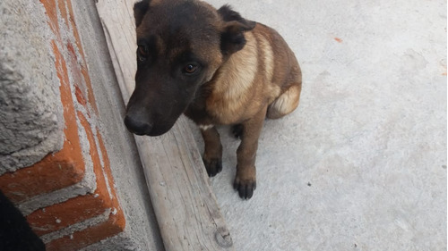 Vendo Cachorro Pastor Malinea De 5 Meses 