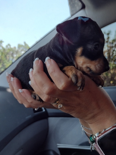 Lindos Bbzinhos Pinscher Machos E Fêmeas A Pronta Entrega 