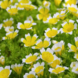 Outsidepride 1000 Semillas Limnanthes Douglasii Planta De Hu