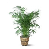 Palmeira Areca 70 Cm A 1,40 M Linda Muda Para Vaso Ou Jardim