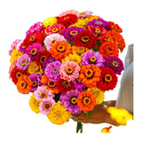 20 Sementes De Zinnias Gigantes Da Califórnia Mix Zinnias