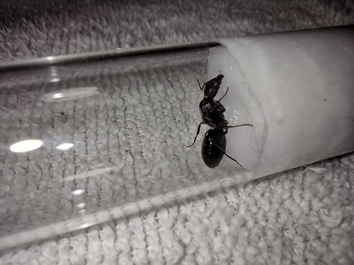 Reina Camponotus Morosus.