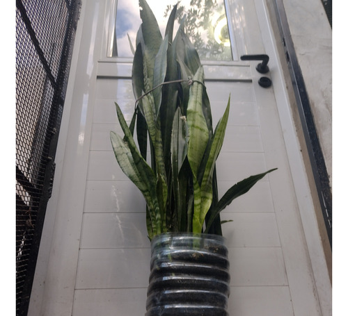 Sansevieria Lengua De Suegra Grande