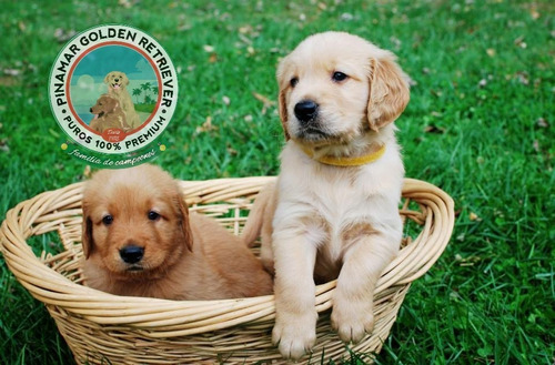 Tenemos Una Sola Raza Golden Retriever 100%, Puede Confiar