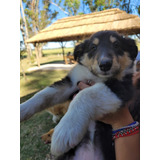 Cachorros Collie