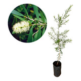 Kit 10 Muda De Melaleuca Alternifolia - Planta Medicinal