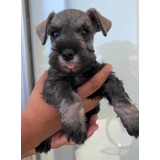 Cachorros Schnauzer Mini De Calidad