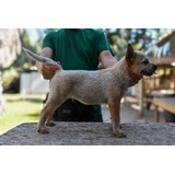 Cachorros Pastor Ganadero Australiano (cattle Dog)