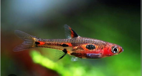 Peixe Rasbora Mosquito ( Boraras Merah ) Pact Com 5