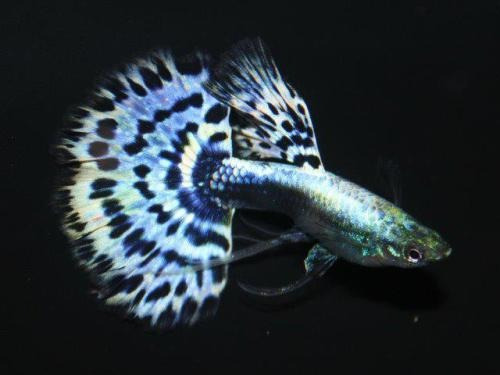 Guppy De Linhagem Blue Mosaic